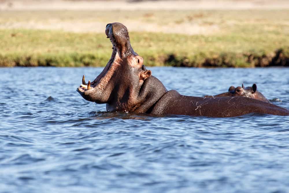 A Study in Mozambique Finds that Hippos can Recognise Each Others