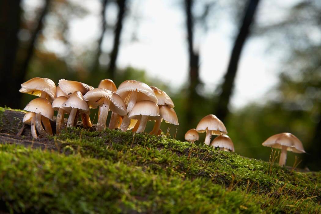 How psilocybin, the psychedelic in mushrooms, may rewire the brain to